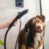 Душевая лейка Hansgrohe DogShower